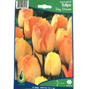Bulbes : Tulipe - Day Dream - Darwin Hybrid
