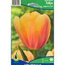 Bulbes : Tulipe - Blushing Impression - Darwin Hybrid