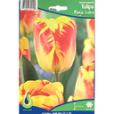 Bulbes : Tulipe - Banja Luka - Darwin Hybrid