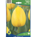 Bulbes : Tulipe - Novi Sun - Darwin Hybrid