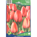 Bulbes : Tulipe - Red Impression - Darwin Hybrid