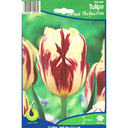Bulbes : Tulipe - Grand Perfection - Triumph