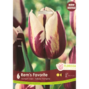Bulbes : Tulipe - Rem's Favorite - Triumph