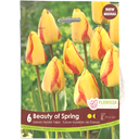 Bulbes : Tulipe - Beauty of Spring - Hybride de Darwin