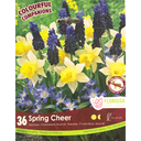 Bulbes : Narcisse, Chionodoxa, Muscari - Spring Cheer