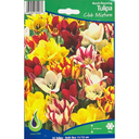 Bulbes : Tulipe - Club Mixture - Bunch Flowering