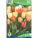 Bulbes : Tulipe - Emperor Mixture - Mixed colors