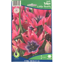 Bulbes : Tulipe - Little Beauty - Humilis