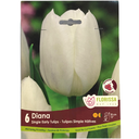 Bulbes : Tulipe - Diana - Simple hâtive