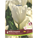 Bulbes : Tulipe - White Emperor - Fosteriana