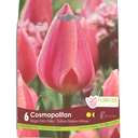 Bulbes : Tulipe - Cosmopolitan - Simple hâtive