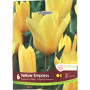Bulbes : Tulipe - Yellow Empress - Fosteriana