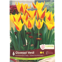 Bulbes : Tulipe - Giuseppi Verdi - Kaufmaniana