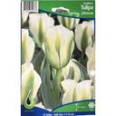 Bulbes : Tulipe - Spring Green - Viridiflora