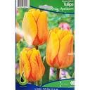 Bulbes : Tulipe - Blushing Apeldoorn - Darwin Hybrid