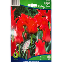 Bulbes : Tulipe - Red Riding Hood - Greigii