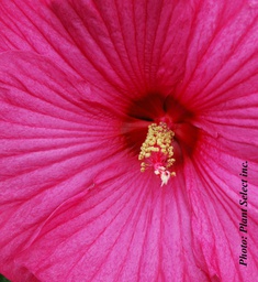 Hibiscus Luna Rose