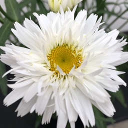 [1LEUSWDR01] Leucanthemum sweet daisy Rebecca