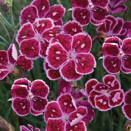 Dianthus fire and ice