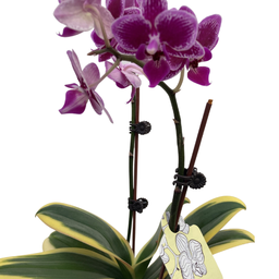 Orchidée rose et feuillage panaché (Phalaenopsis spp)
