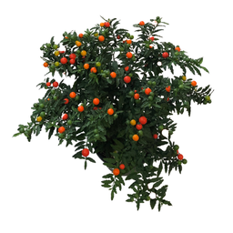 Cerisier de Jérusalem (Solanum psedocapsicum)