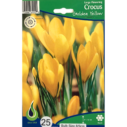 Bulbes : Crocus - Golden Yellow - Large Flowering