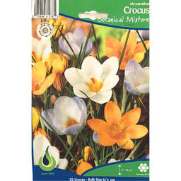 Bulbes : Crocus - Botanical Mixture - Chrysanthus