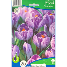 Bulbes : Crocus - Pickwick - Large Flowering