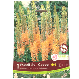 Bulbes: Eremurus Foxtail Lily - Copper