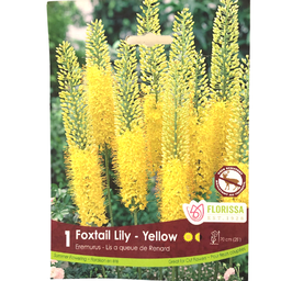 Bulbes: Eremurus Foxtail Lily - Yellow