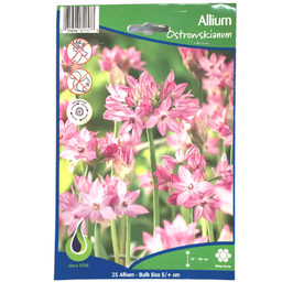Bulbes : Allium - Ostrowskianum