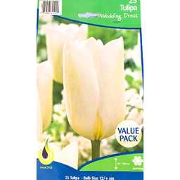 Bulbes : Tulipe - Wedding Dress - Darwin Hybrid