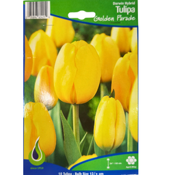 Bulbes : Tulipe - Golden Parade