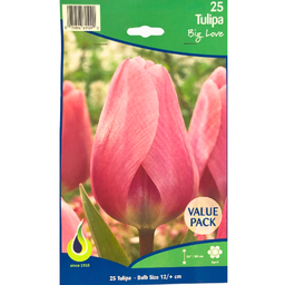 Bulbes : Tulipe - Big Love