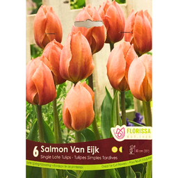 Bulbes : Tulipe - Salmon Van Eijk - Simple Tardive