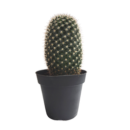 [cactspp14] Cactus SPP2