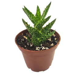 [SUCCSPP12.5] Aloes spp1 (succulente)