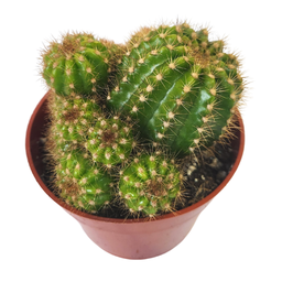 [CACTSPP24] Cactus spp2