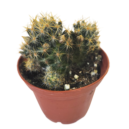 [CACTSPP12.5] Cactus spp1