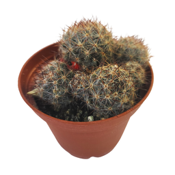 [CACTSPP12.5] Cactus spp1