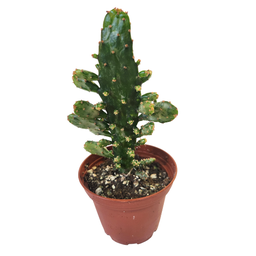 [CACTSPP12.5] Opuntia vulgaris variegata spp1 (cactus)