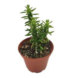 [CACTSPP12.5] Opuntia subulata spp1 (cactus)