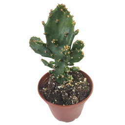 [CACTSPP12.5] Opuntia vulgaris spp1 (cactus)