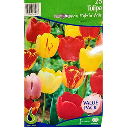 Bulbes : Tulipe - Darwin Hybrid Mix