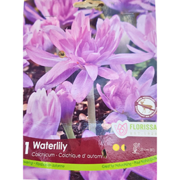 Bulbes : Colchique d'automne - Waterlily