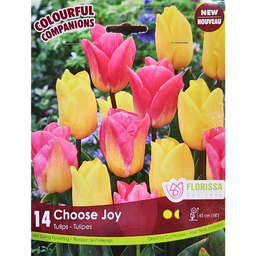 Bulbes : Tulipe - Choose Joy