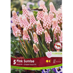 Bulbes : Muscari - Pink Sunrise - Grape Hyacinth