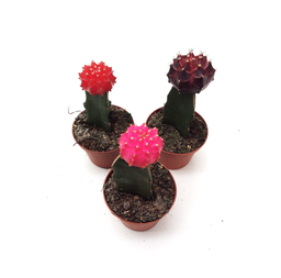 Cactus greffe assorti