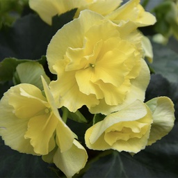 [BEGOYELL6] Begonia yellow
