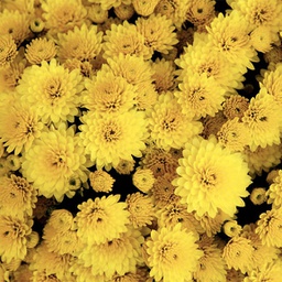 Chrysanthème d'automne jaune